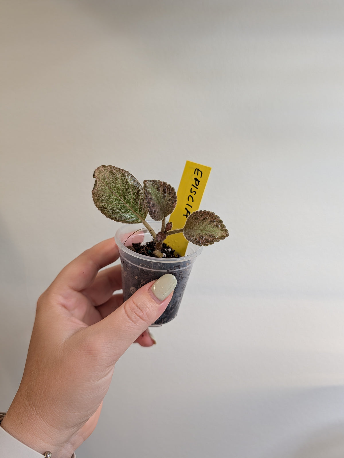 Philodendron Micans panaché