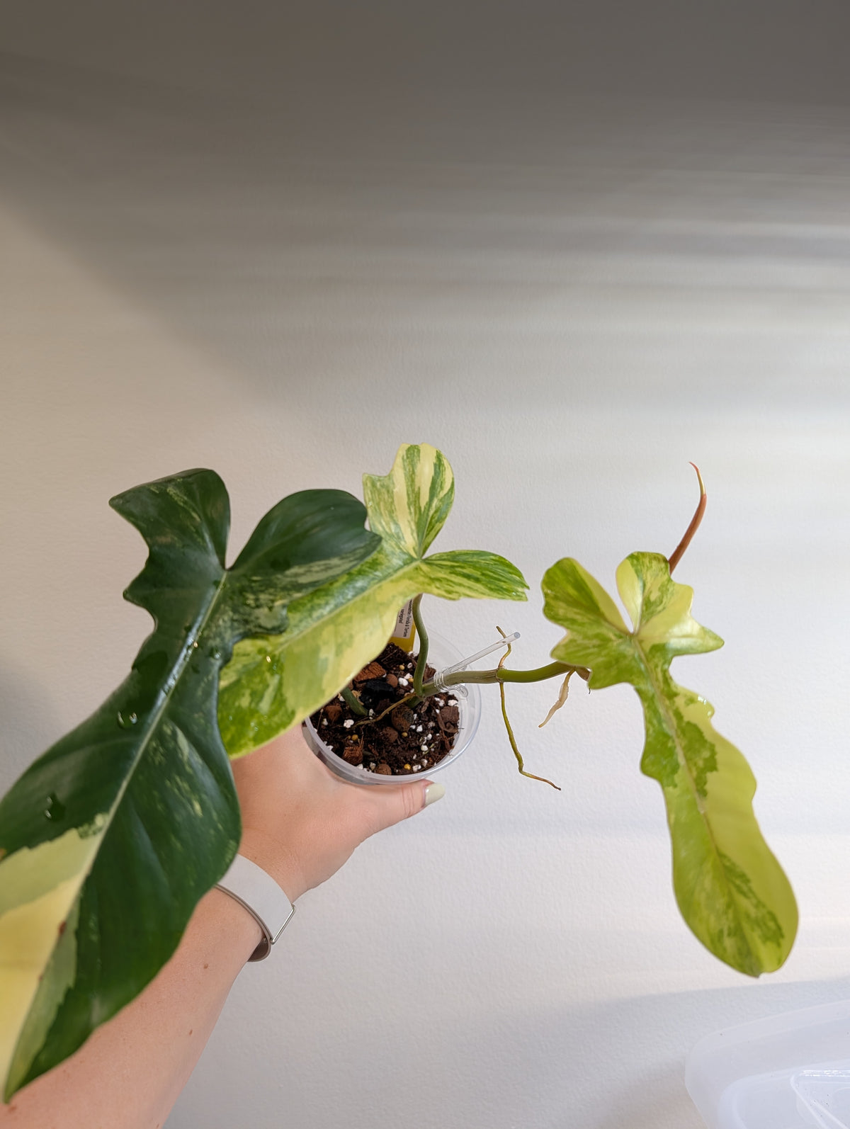 Philodendron Florida et Tortum panaché
