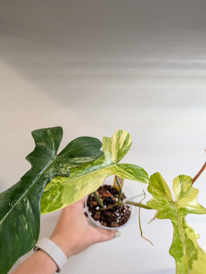 Philodendron Florida et Tortum panaché