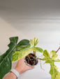 Philodendron Florida et Tortum panaché