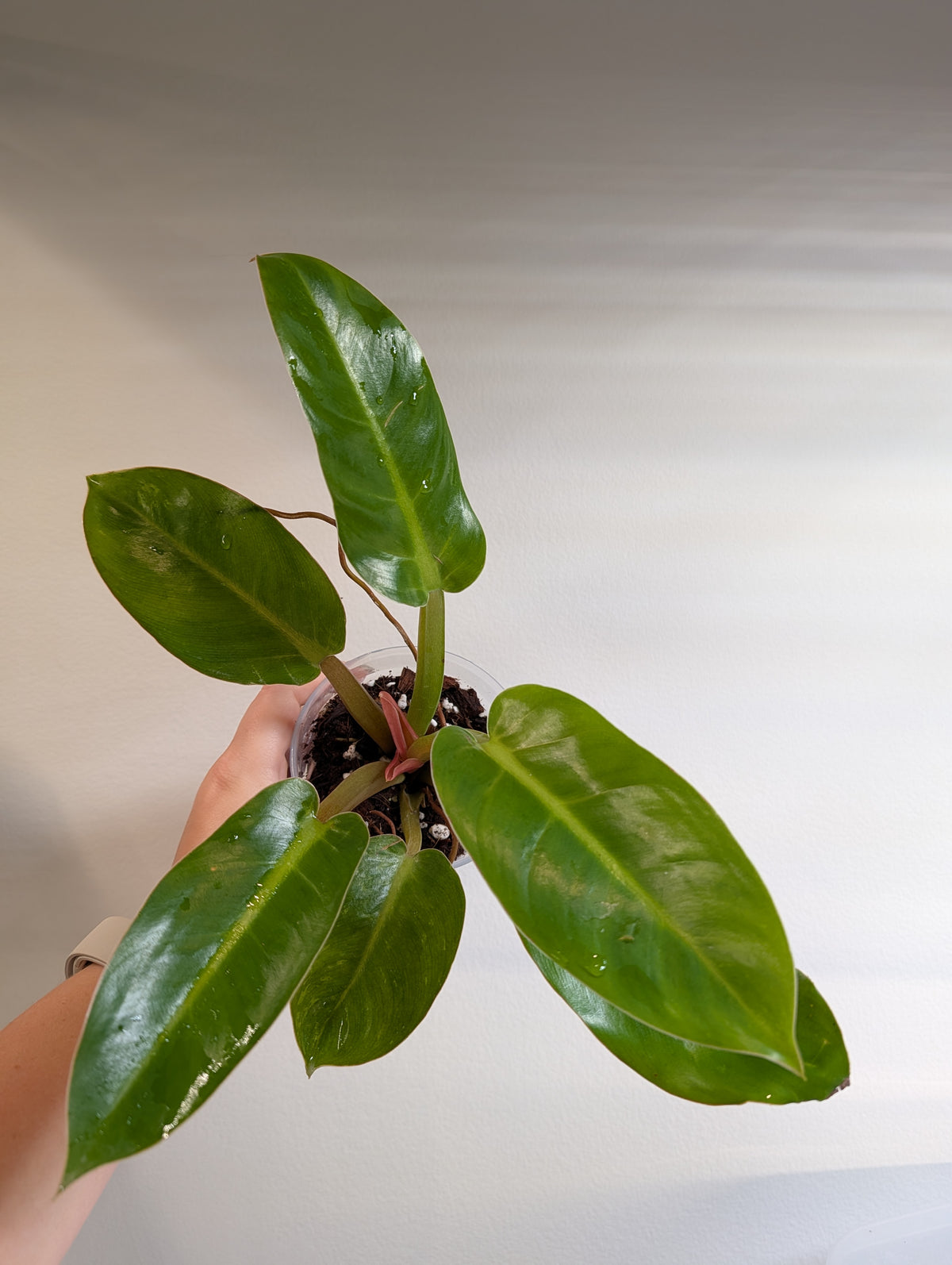 Philodendron Congo / from variegated Yellow Congo