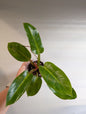 Philodendron Congo / from variegated Yellow Congo