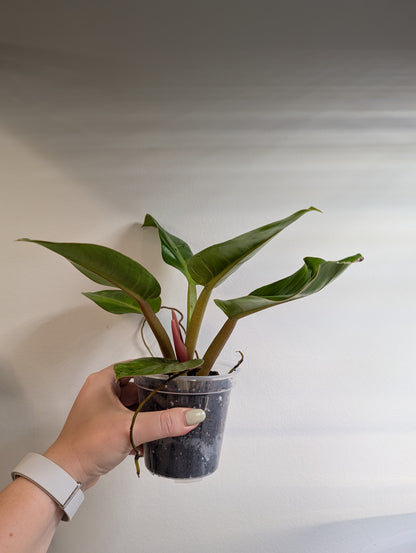 Philodendron Congo / from variegated Yellow Congo