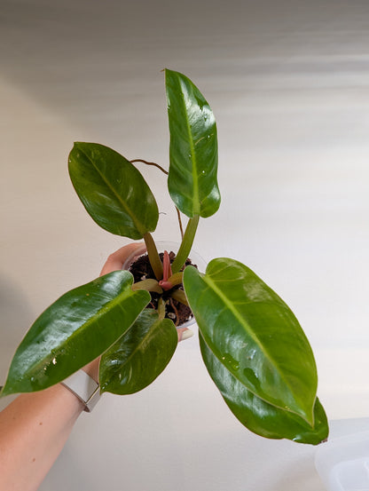 Philodendron Congo / from variegated Yellow Congo
