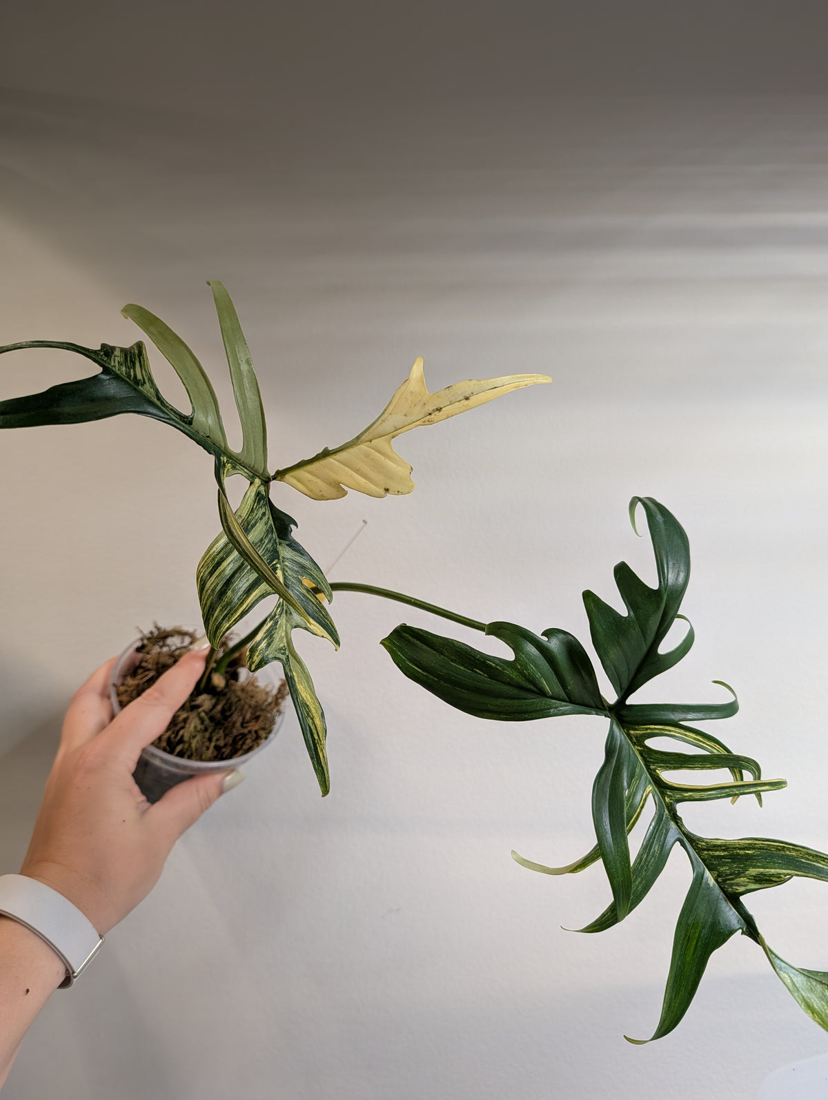 Philodendron Polypodioides & Florida Beauty  variegated / bottom of the plant
