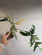 Philodendron Polypodioides & Florida Beauty  variegated / bottom of the plant