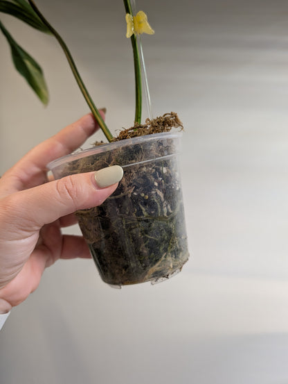 Philodendron Polypodioides & Florida Beauty  variegated / bottom of the plant
