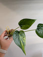 Alocasia cuculata yellow variegated / corm grown