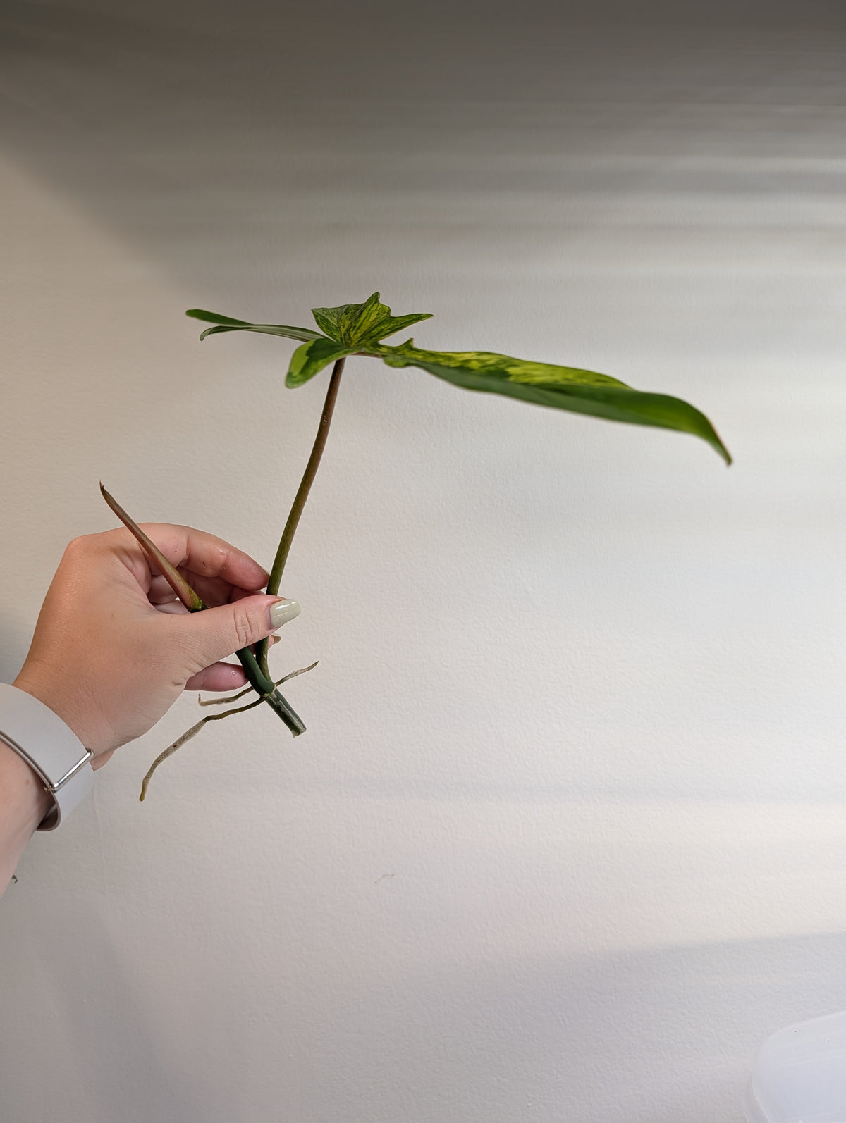 Philodendron Florida Beauty & Tortum Hybrid / cutting wrapped with moss