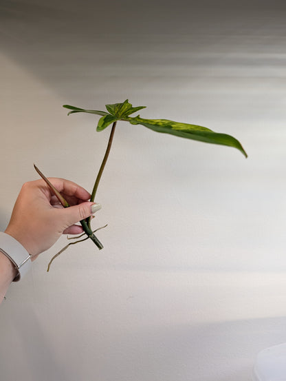 Philodendron Florida Beauty & Tortum Hybrid / cutting wrapped with moss