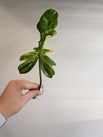 Philodendron Florida Beauty & Tortum Hybrid / cutting wrapped with moss