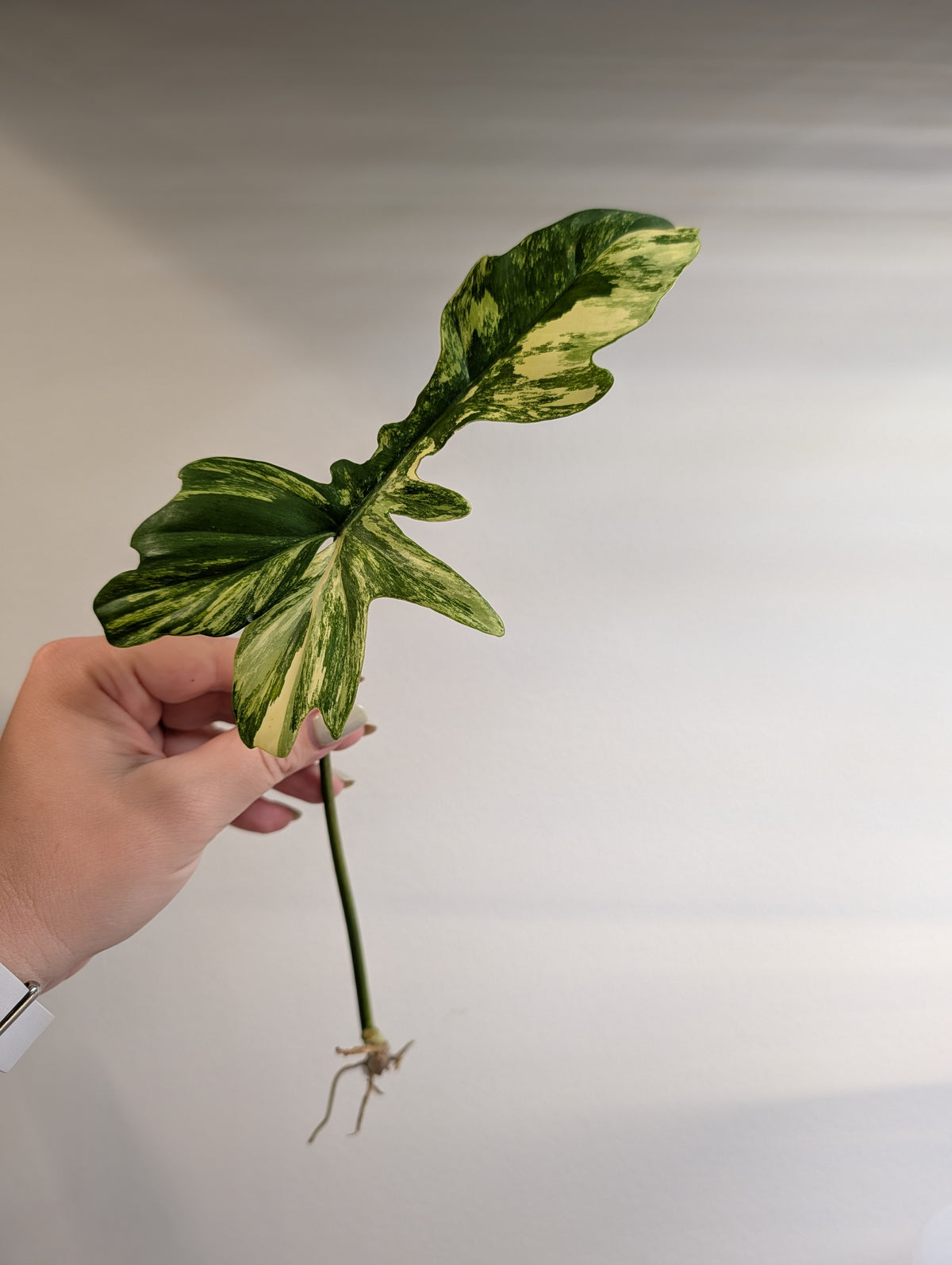 Philodendron Florida Beauty & Tortum Hybrid / cutting wrapped with moss