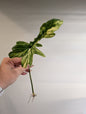 Philodendron Florida Beauty & Tortum Hybrid / cutting wrapped with moss