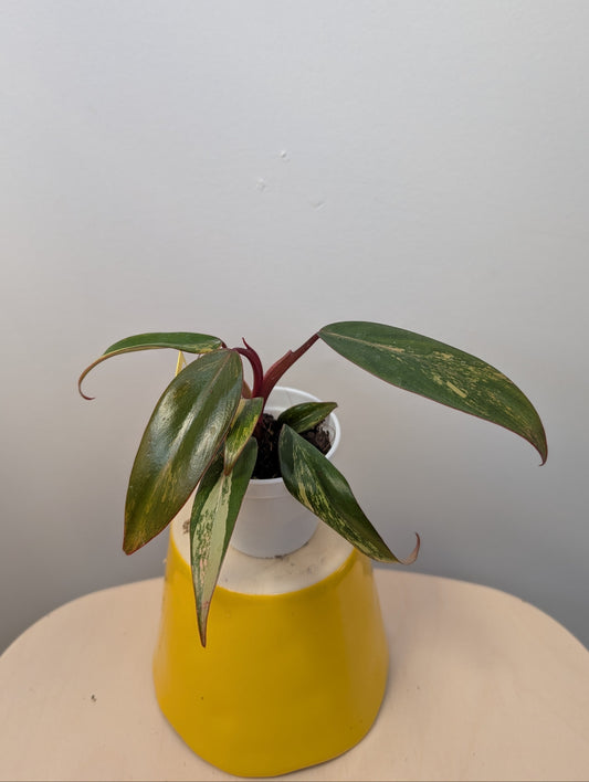 Philodendron strawberry shake