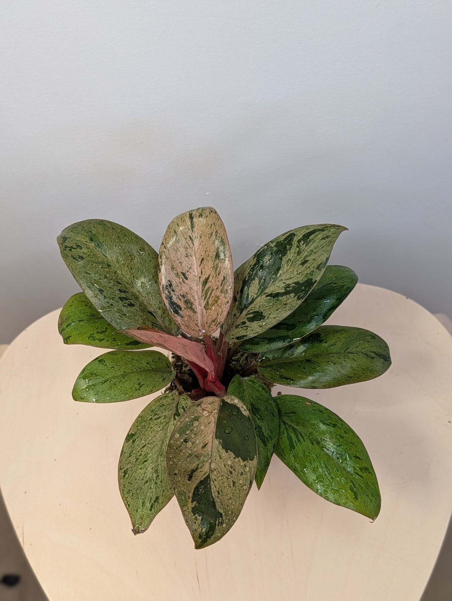 Philodendron green Congo mint variegated dwarf