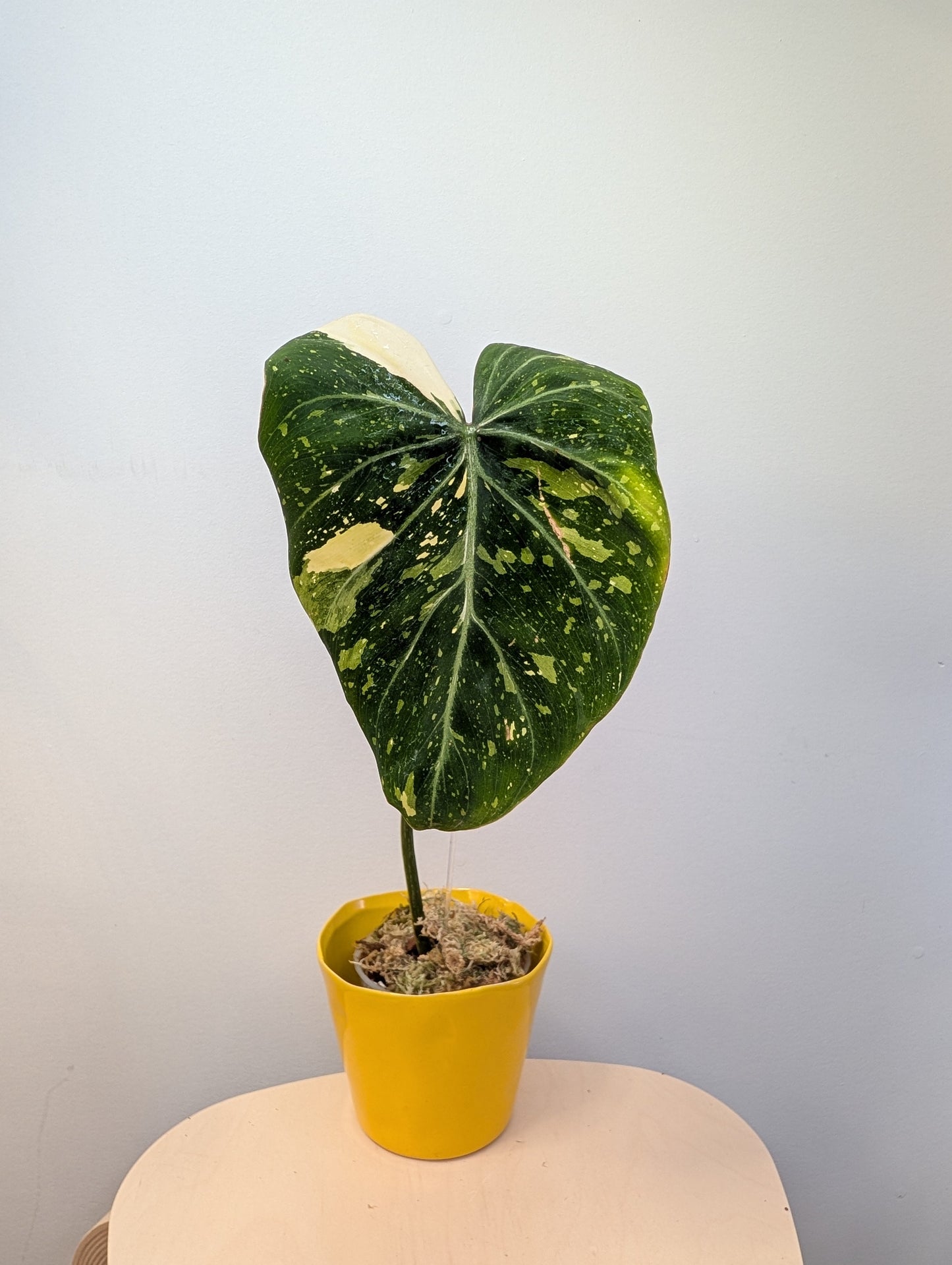 Philodendron gloriosum variegated cutting with roots and new growth