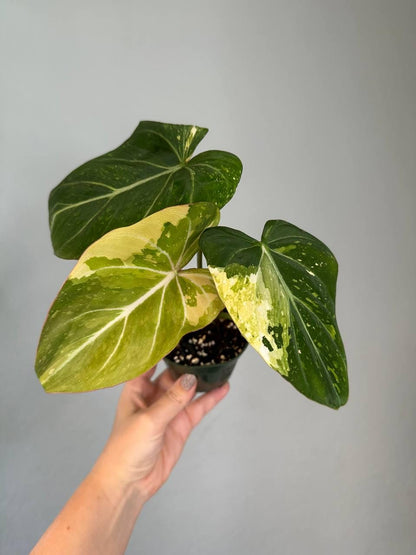 Philodendron Gloriosum Variegated / first photo: example, sister plant