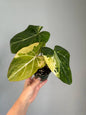 Philodendron Gloriosum Variegated / first photo: example, sister plant