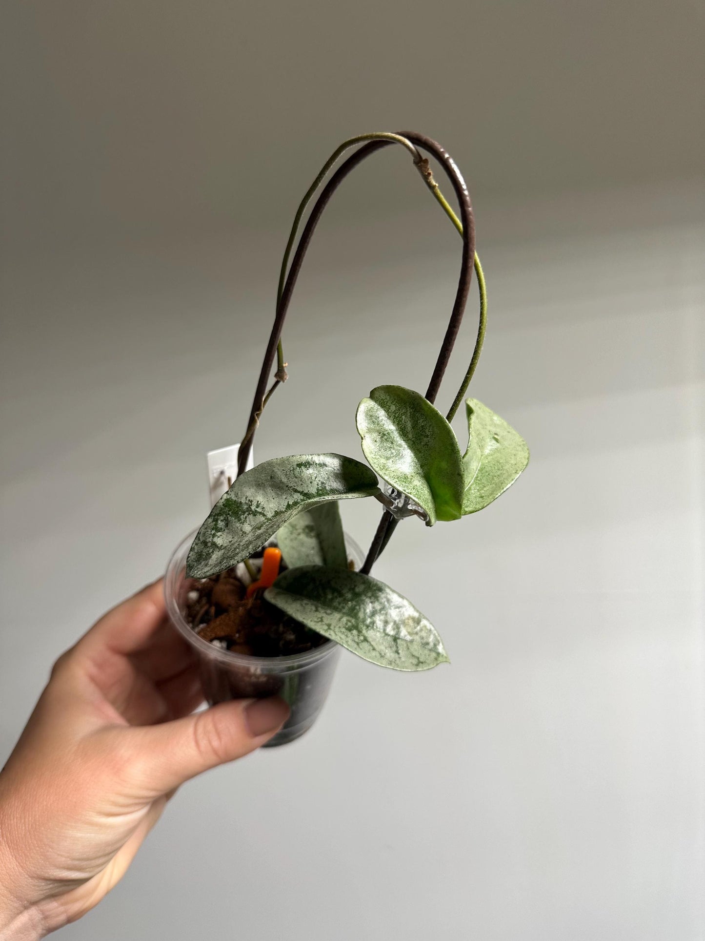 Hoya grey ghost
