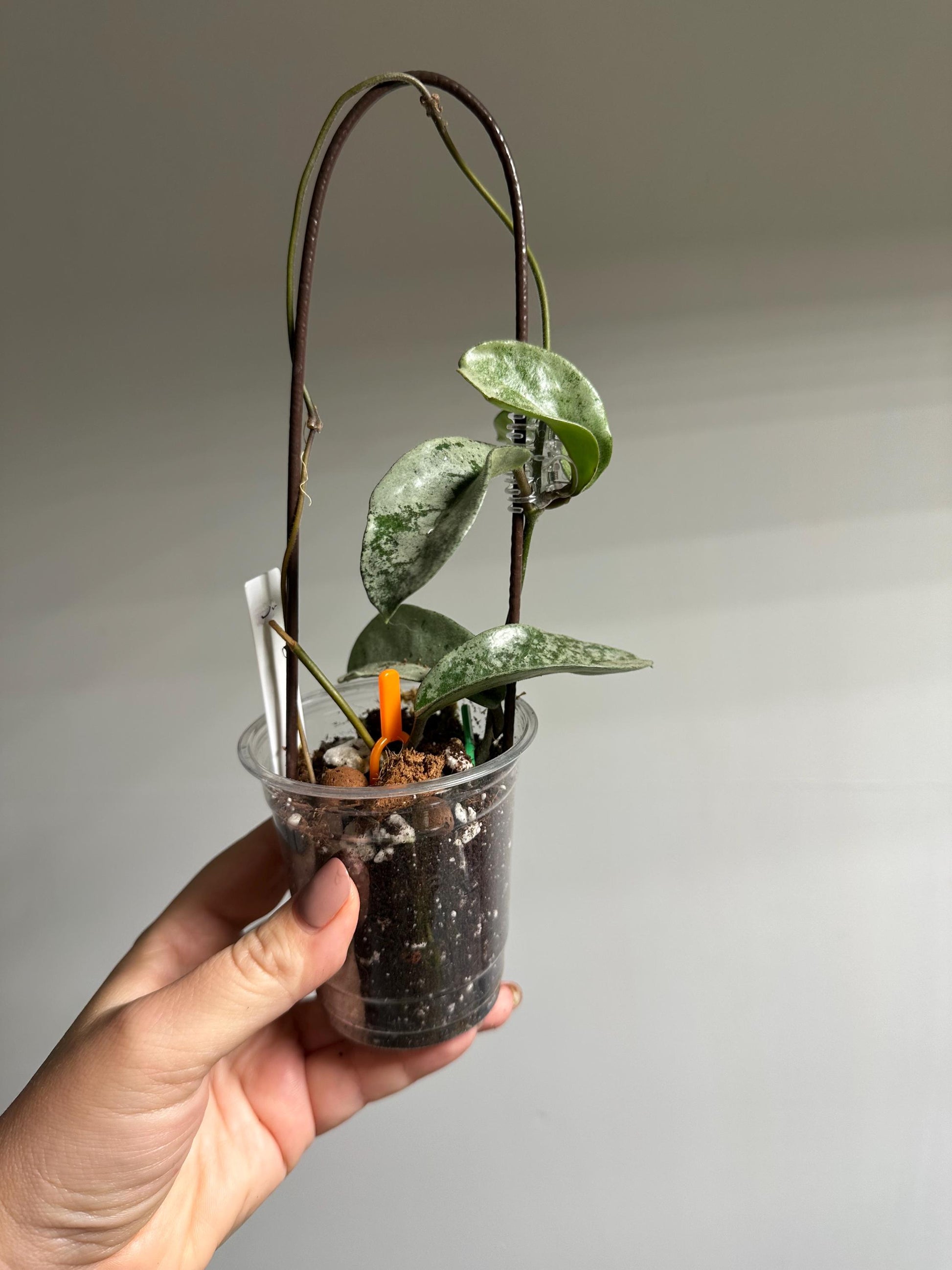 Hoya grey ghost