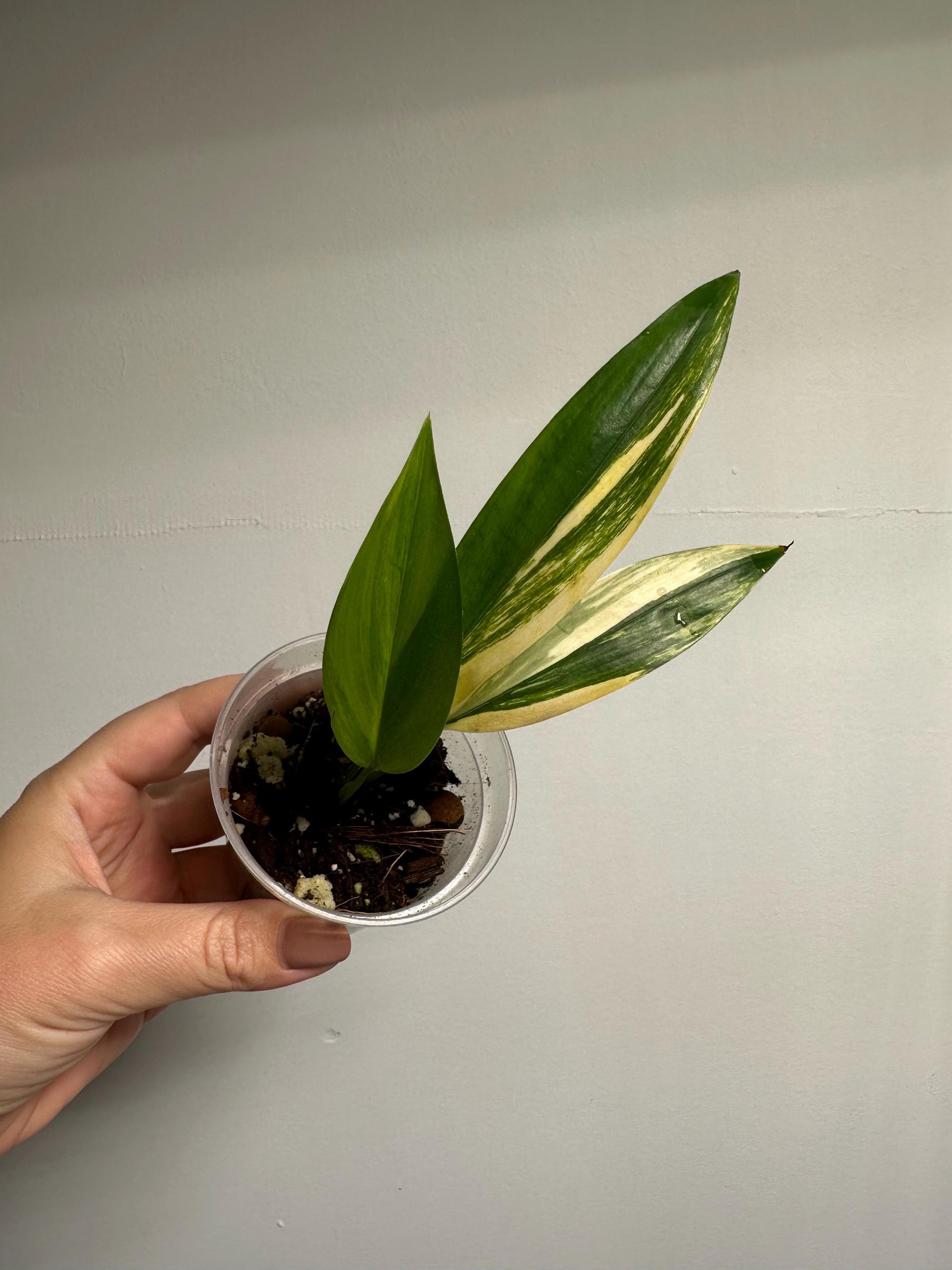 Epipremnum amplissunum variegated