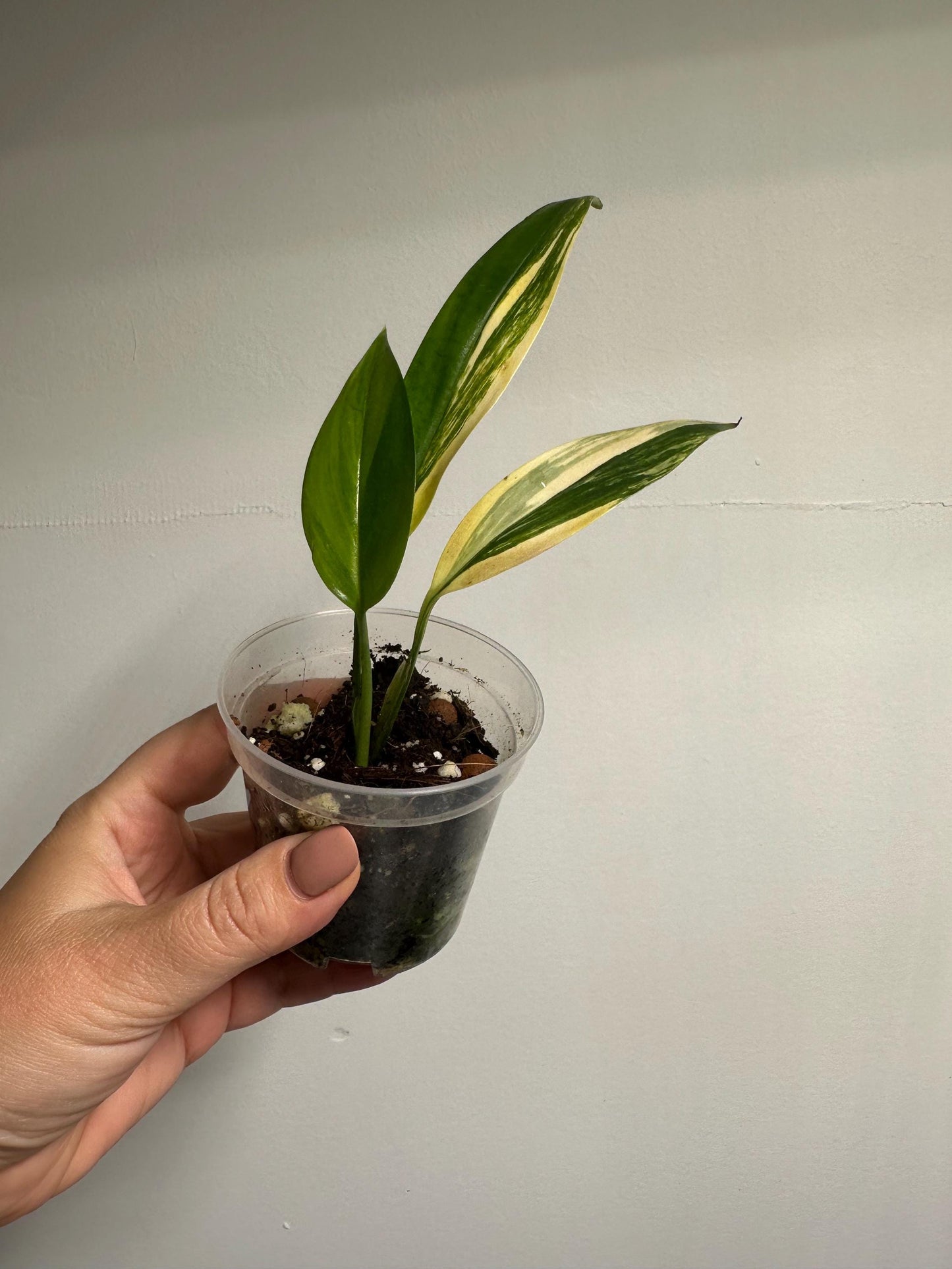 Epipremnum amplissunum variegated