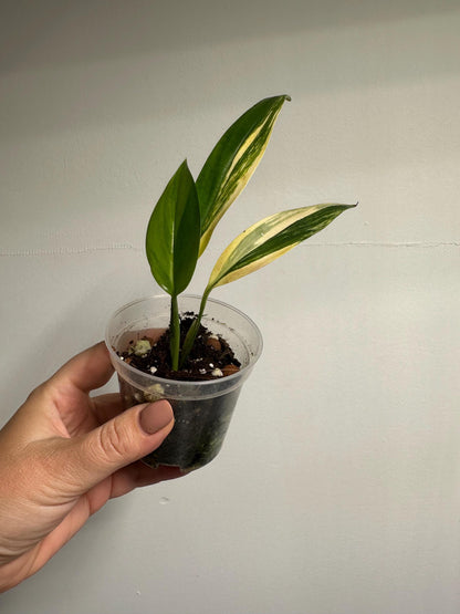 Epipremnum amplissunum variegated