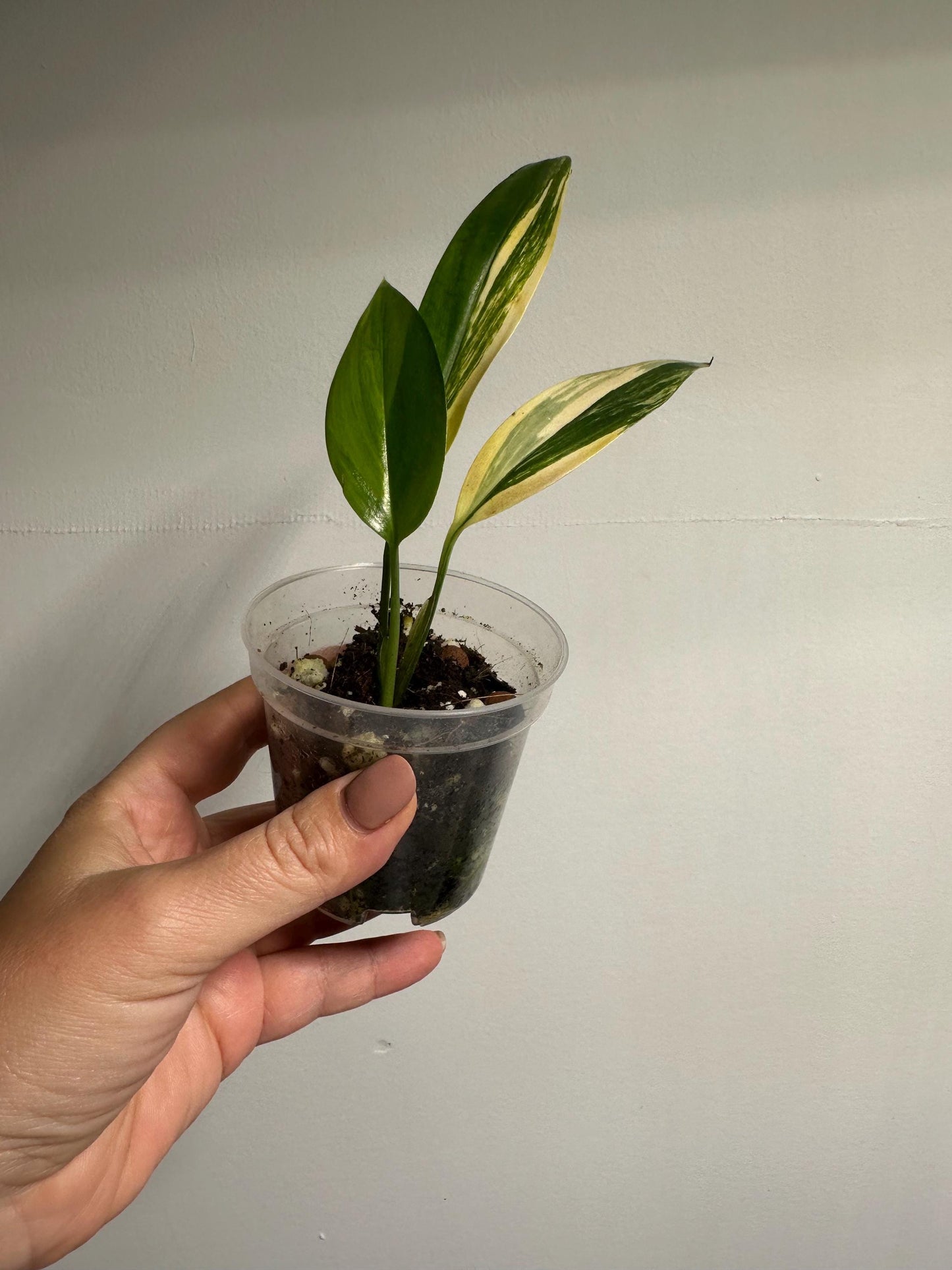 Epipremnum amplissunum variegated