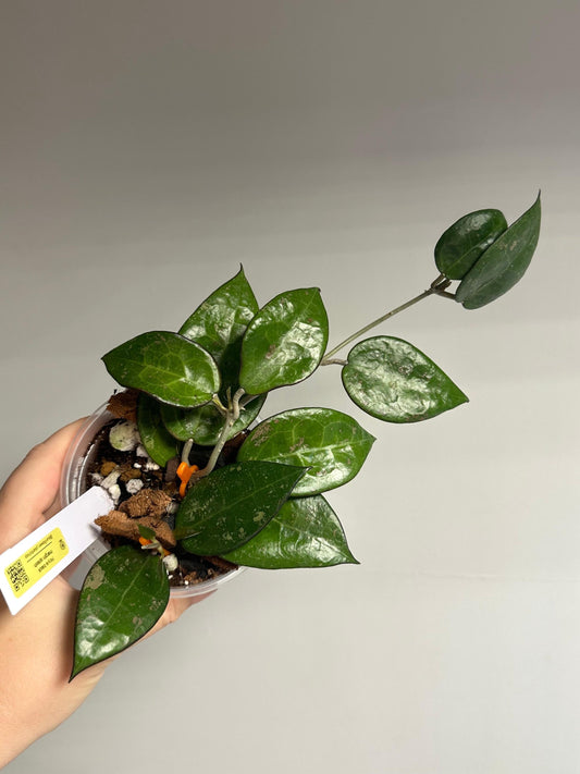 Hoya black margin splash / a few cuttings in a pot