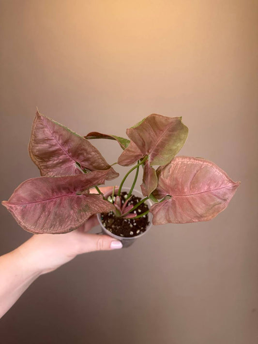 Syngonium pink mosaic