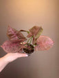 Syngonium pink mosaic