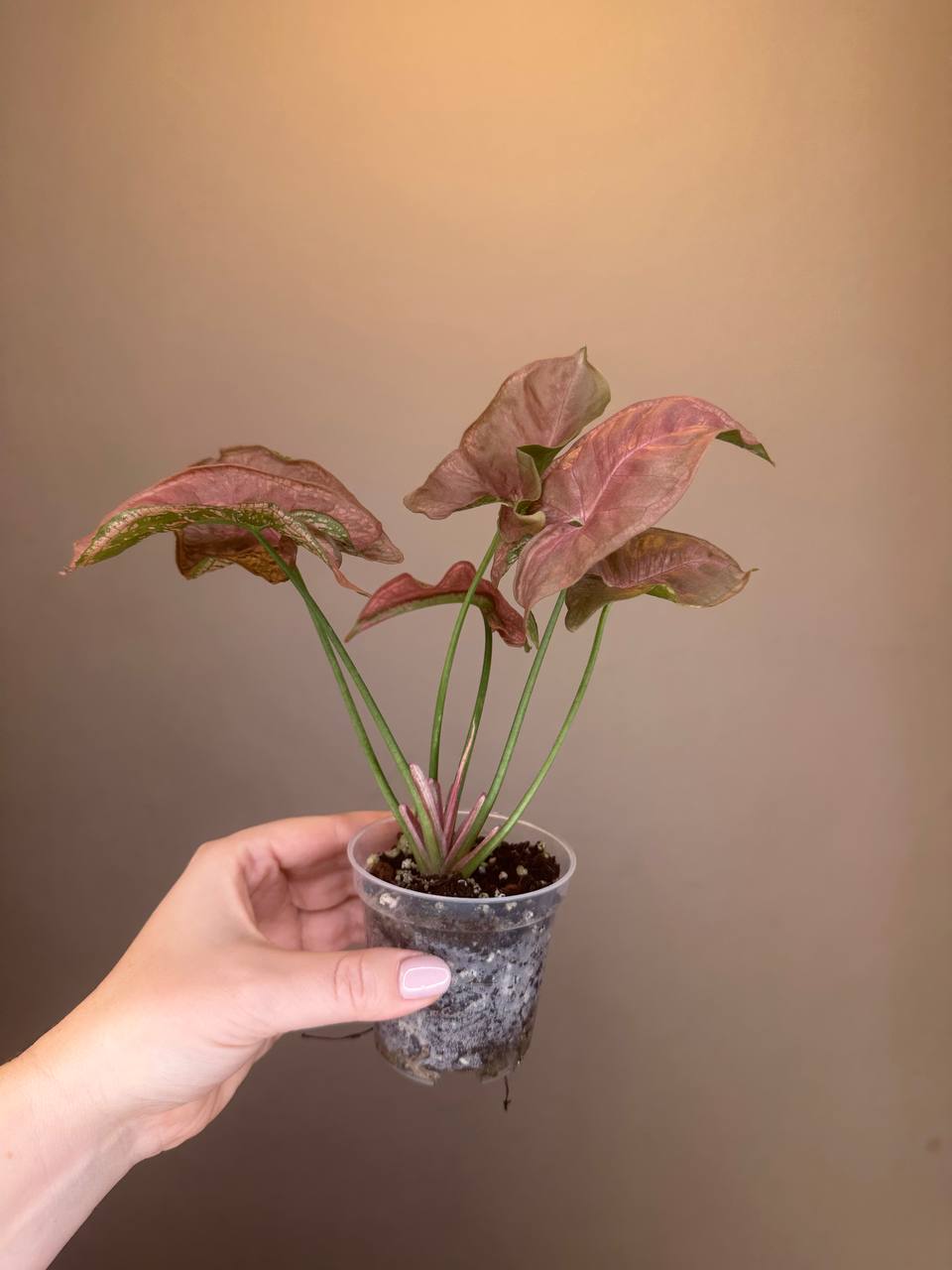 Syngonium pink mosaic
