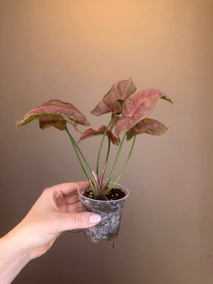 Syngonium pink mosaic