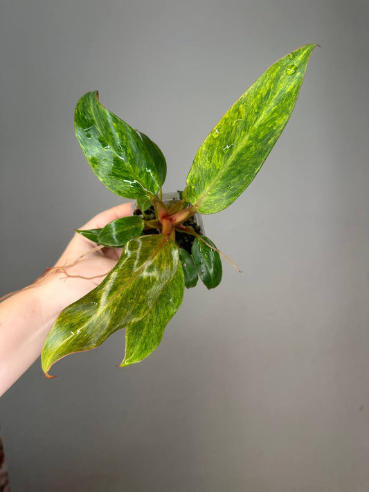 Philodendron Orange Marmalade