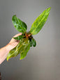 Philodendron Orange Marmalade