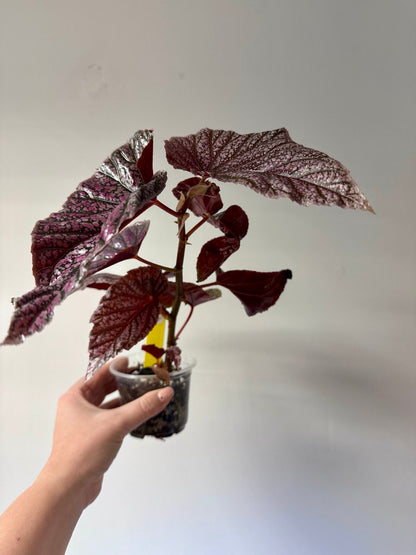 Begonia Maurice Amey