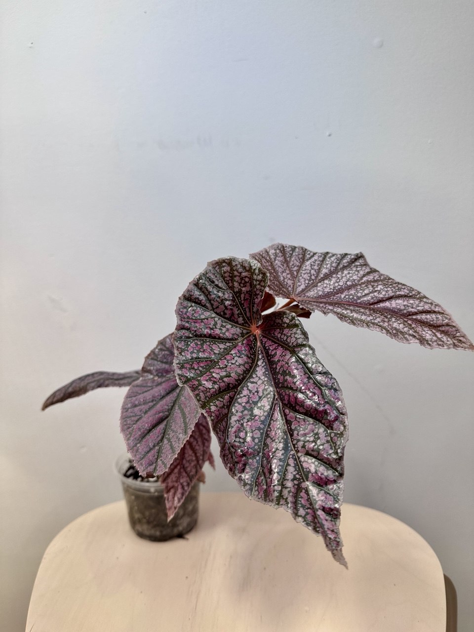 Begonia Maurice Amey