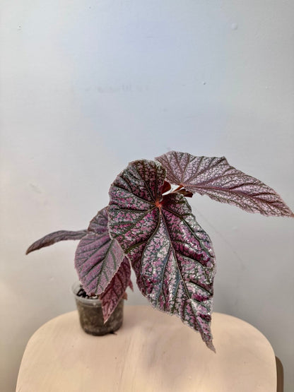 Begonia Maurice Amey