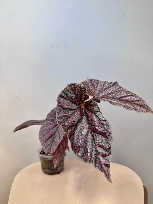 Begonia Maurice Amey