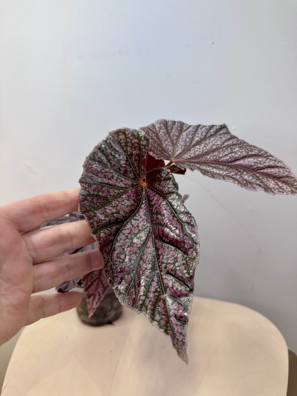 Begonia Maurice Amey