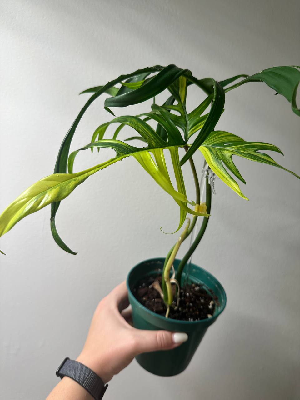 Philodendron Polypodioides & Florida Beauty  variegated