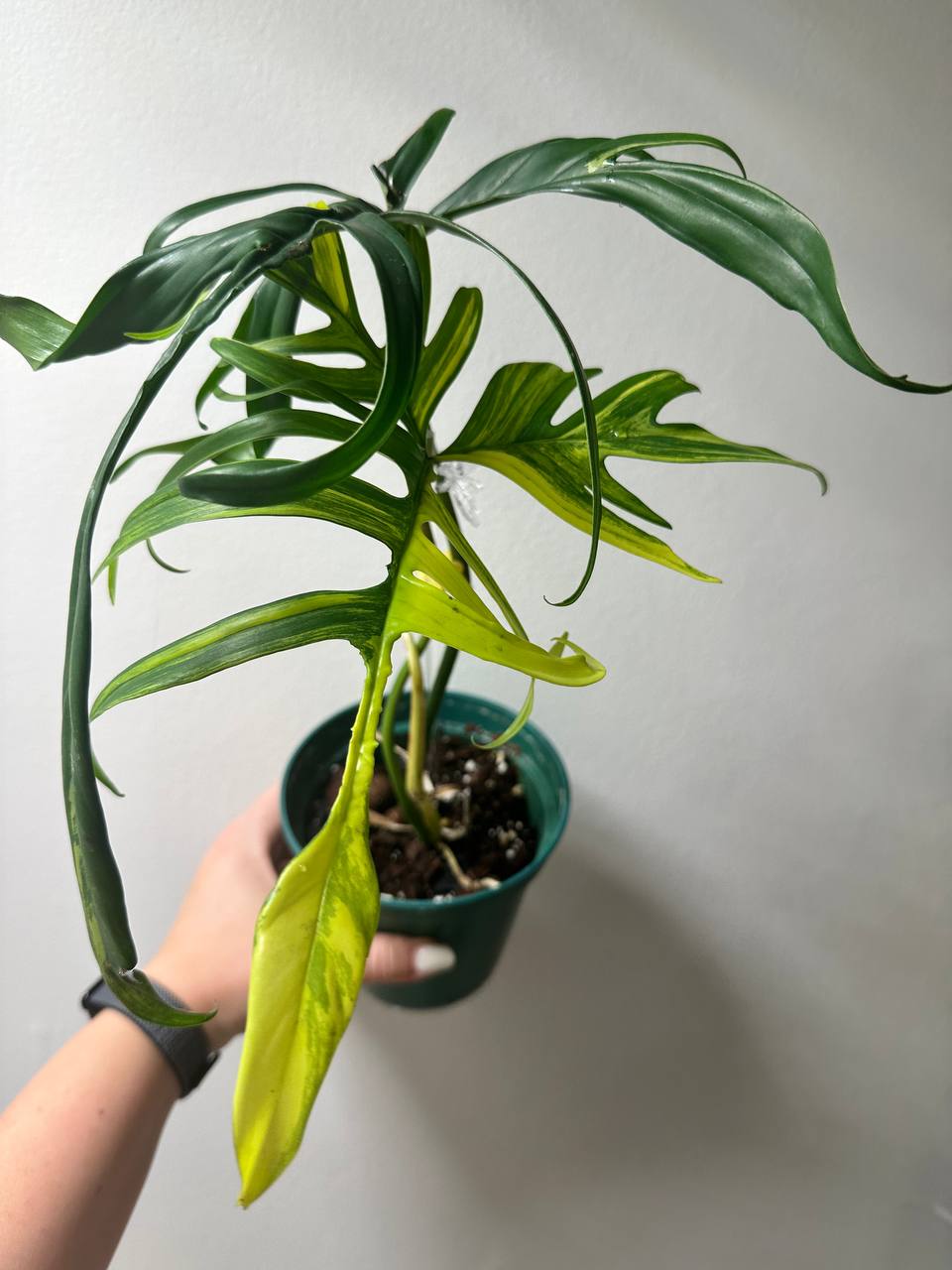 Philodendron Polypodioides & Florida Beauty  variegated
