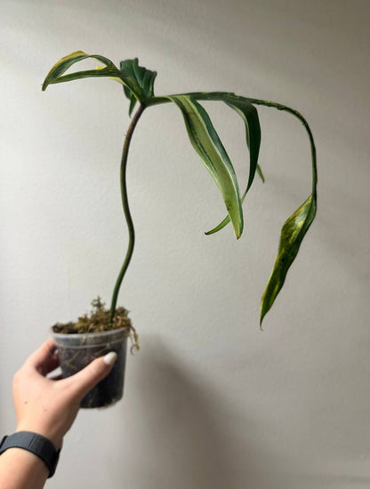 Philodendron Polypodioides & Florida Beauty  variegated
