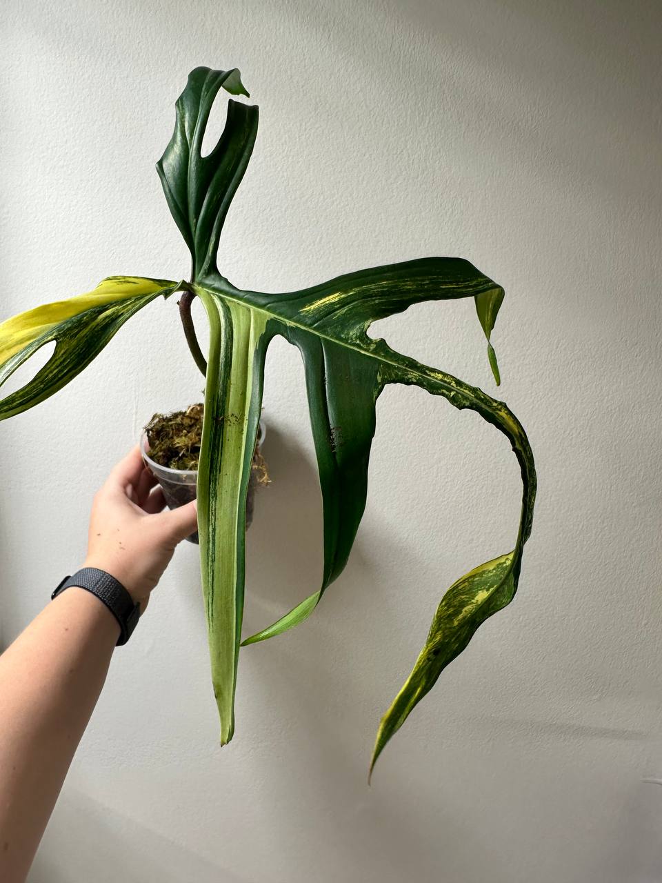 Philodendron Polypodioides & Florida Beauty  variegated