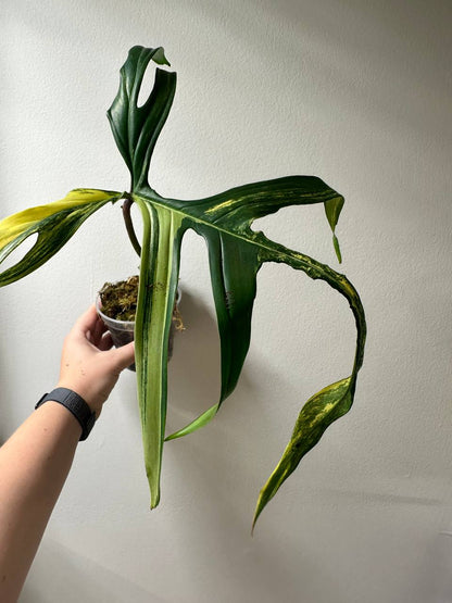 Philodendron Polypodioides & Florida Beauty  variegated