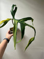 Philodendron Polypodioides & Florida Beauty  variegated