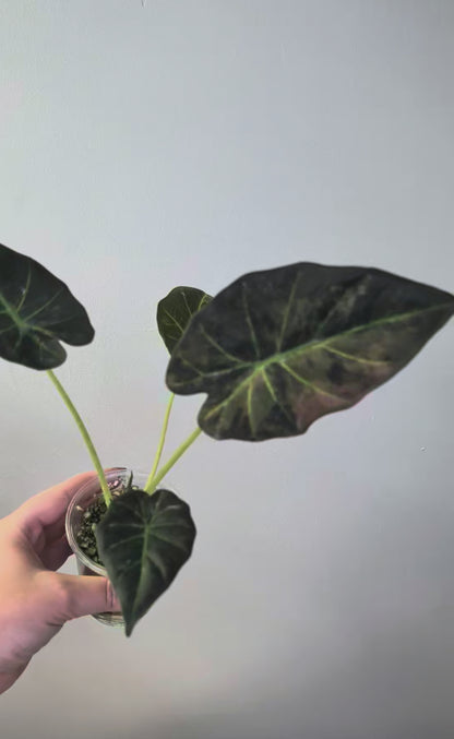 Alocasia regal shields aurea variegated / homegrown