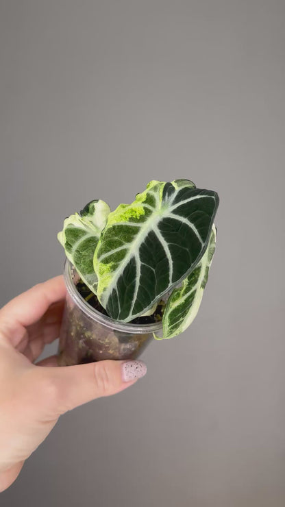 Alocasia ninja variegated
