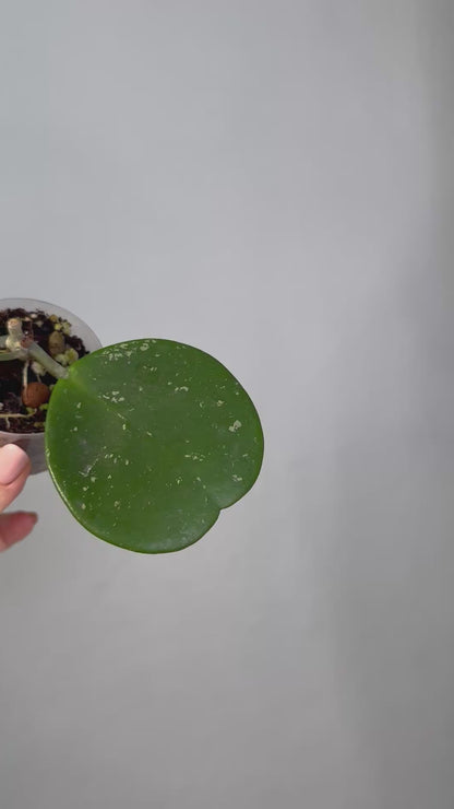 Hoya obovata splash