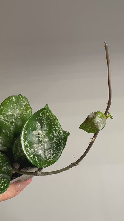 Hoya Carnosa Freckles Splash